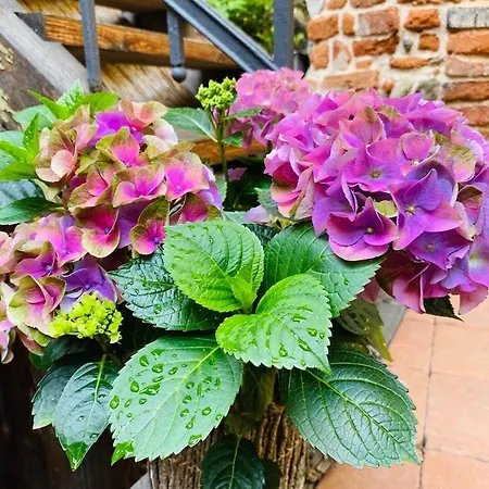 Dobre Casy - Rodinny Iii.