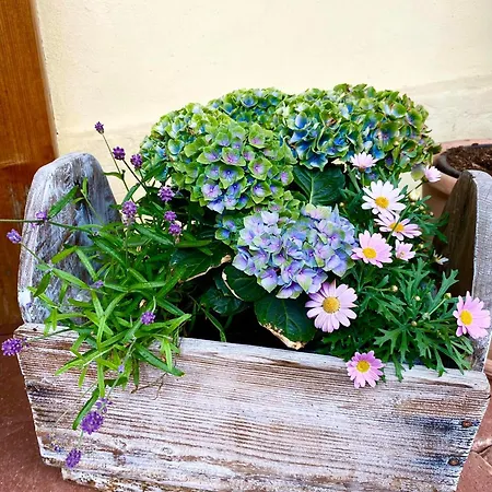 Daire Dobre Casy - Rodinny Iii.