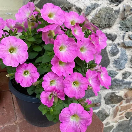 Dobre Casy - Rodinny Iii. *